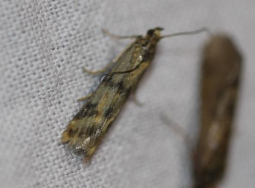 Homoeosoma sinuella